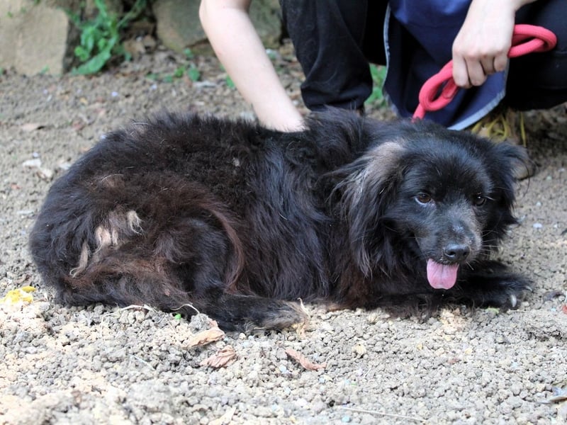 Gingy - Glühwürmchen-Power