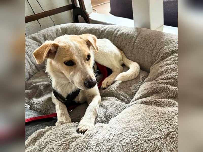 Penny - Kleine Pfoten auf der Suche nach dem ganz großen Glück