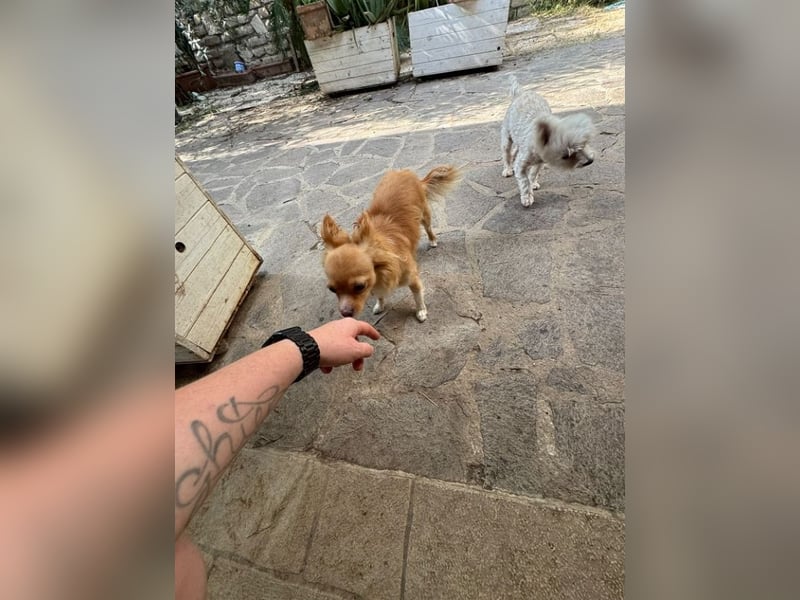 Archi - Kleiner Floh sucht ...