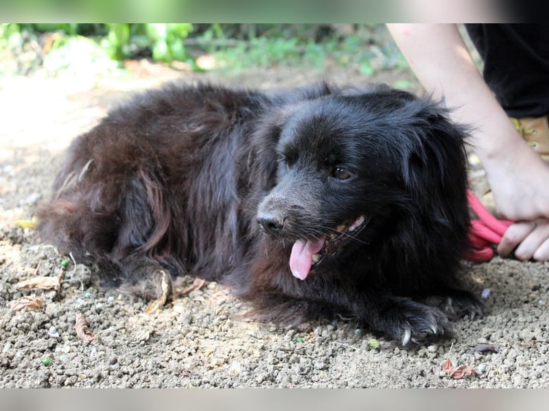 Gingy - Glühwürmchen-Power