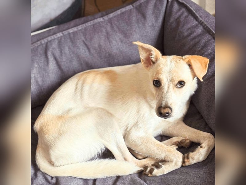 Penny - Kleine Pfoten auf der Suche nach dem ganz großen Glück