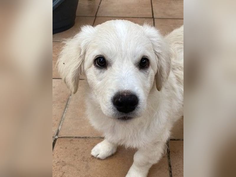 Odette - SOS - dringend zuhause oder Pflegestelle gesucht - «O» wie «oh là là»