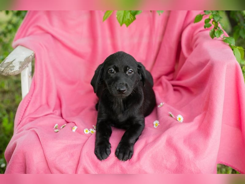Chip 257531 sucht ein Zuhause