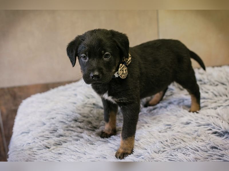 Milo sucht ein Zuhause
