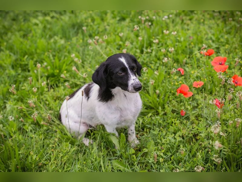 Alma sucht ein Zuhause