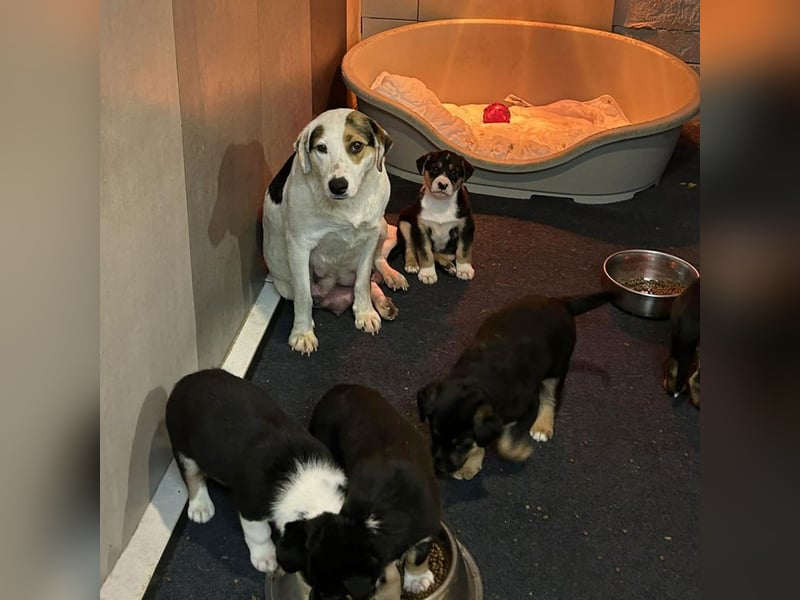 Mirco sucht ein Zuhause