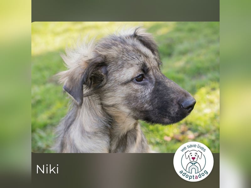 Niki kämpft sich ins Leben