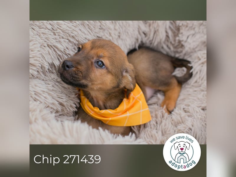 Chip 271439 sucht ein Zuhause