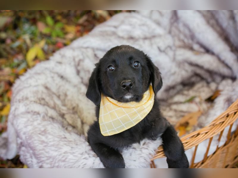 Chip 275179: Hundekind sucht ein Zuhause