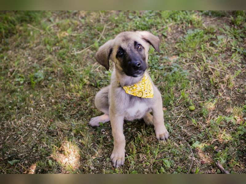 Chip 286796 sucht ein Zuhause