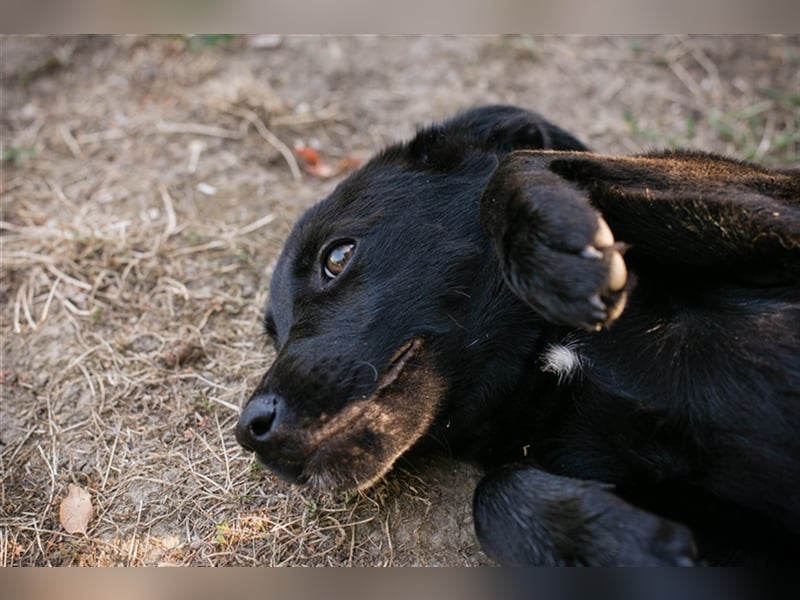 Chip 212614: Hundekind sucht ein Zuhause