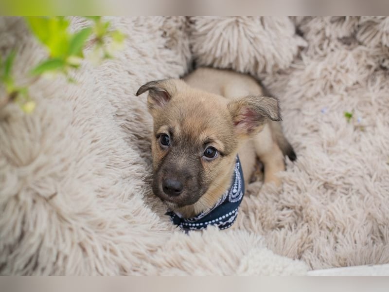 Jamie sucht ein Zuhause