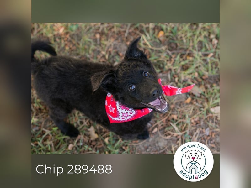 Chip 289488 sucht ein zu Hause