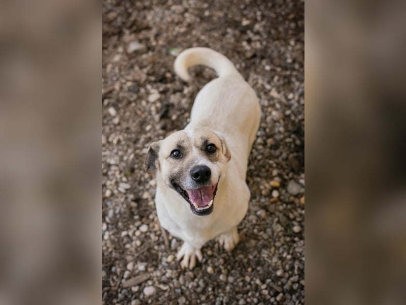 Chip 272077 sucht ein Zuhause