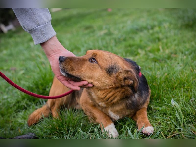 Chip 271673 sucht ein Zuhause