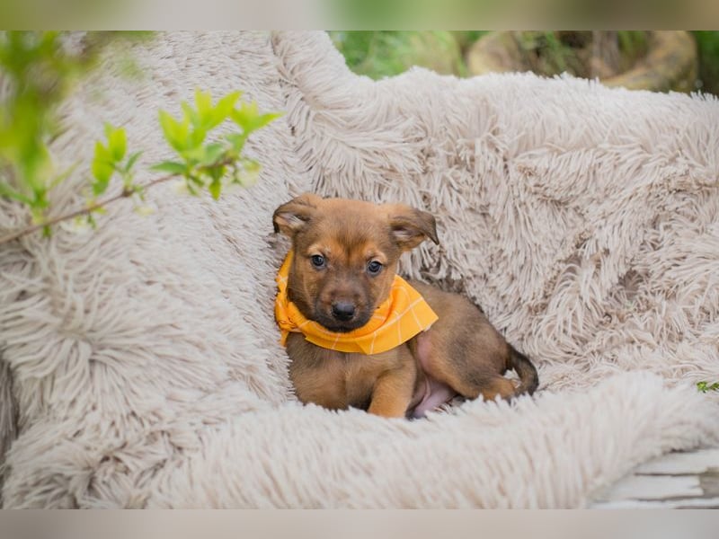 Chip 271439 sucht ein Zuhause