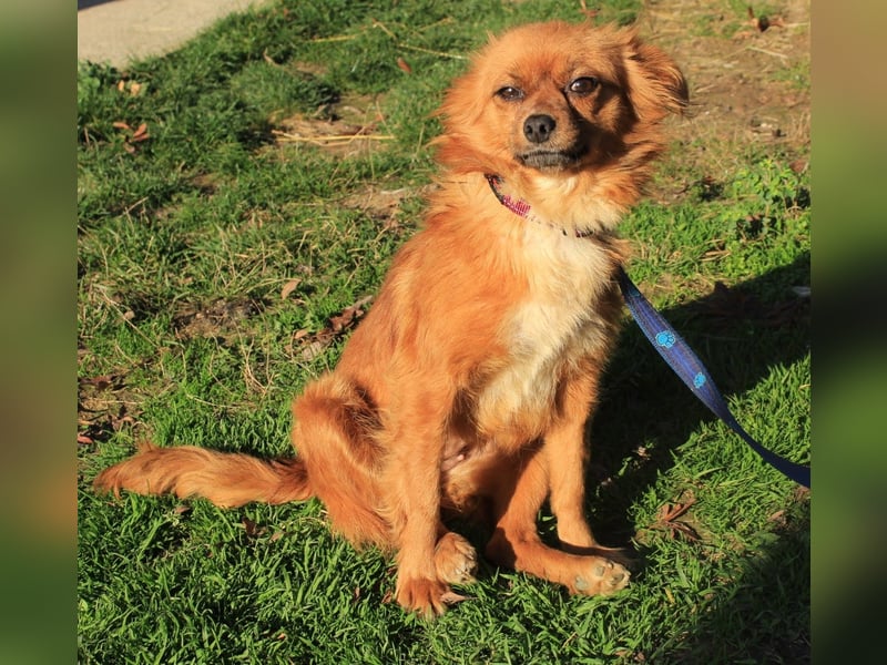 Tika: Liebevolles Kämpferherz