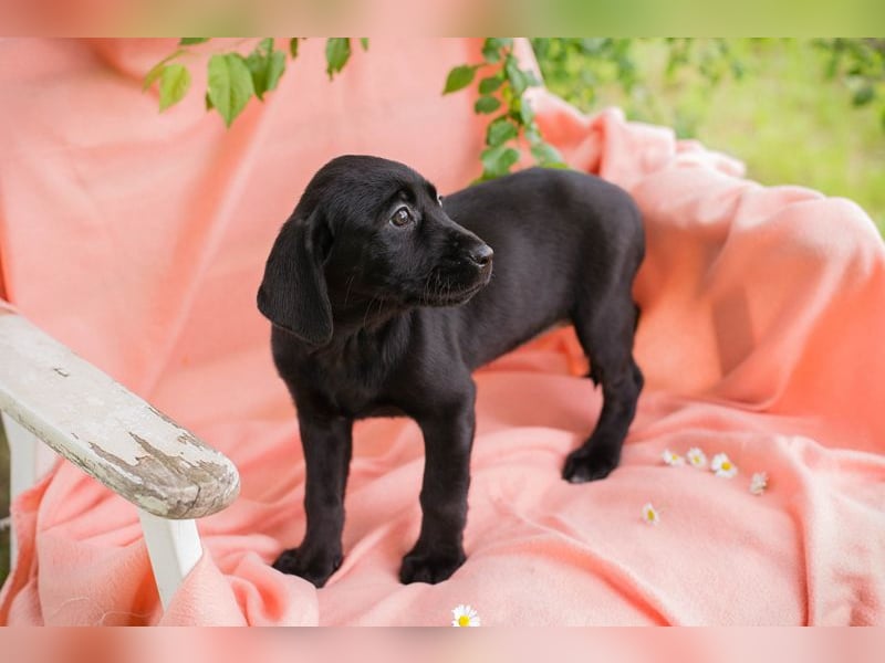 Chip 268167 sucht ein Zuhause