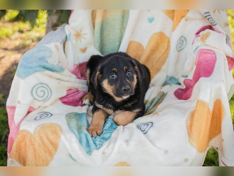 Chip 271308 sucht ein Zuhause