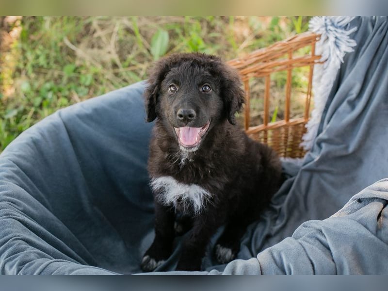 Chip 263454 sucht ein Zuhause
