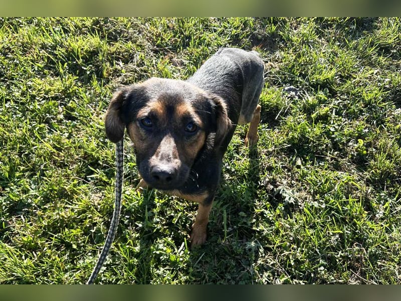 Averna: sucht ein Zuhause