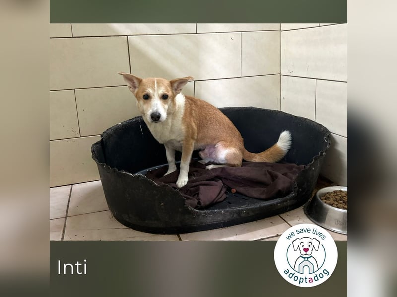 Inti: Sucht ein Zuhause
