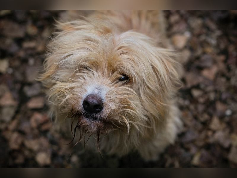 Chip 223139: Sucht ein Zuhause