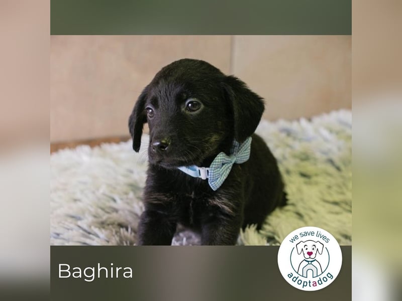 Baghira sucht ein Zuhause