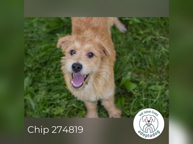 Chip 274819 sucht ein Zuhause