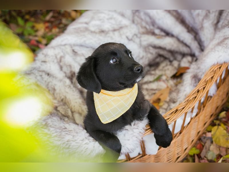 Chip 275179: Hundekind sucht ein Zuhause