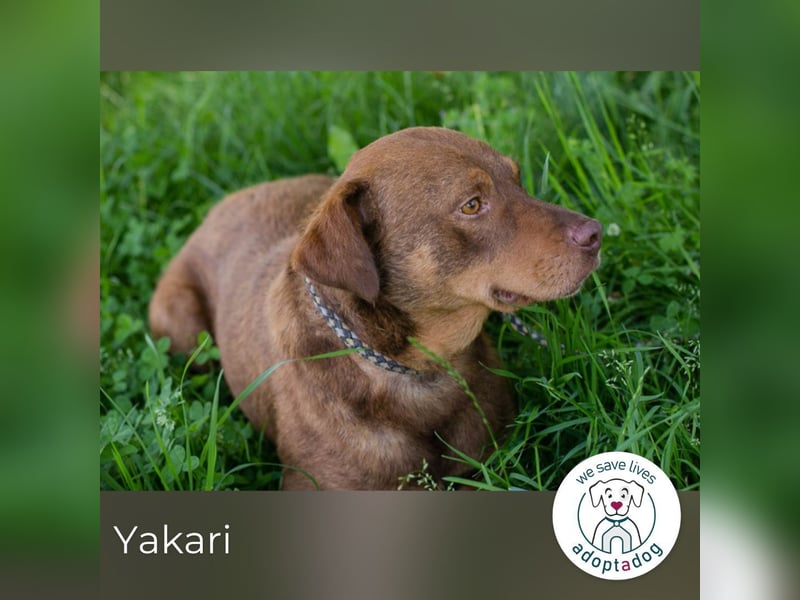 Yakari 264046 sucht ein zu Hause