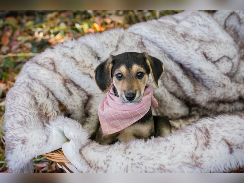 Chip 257113: Hundekind sucht ein Zuhause