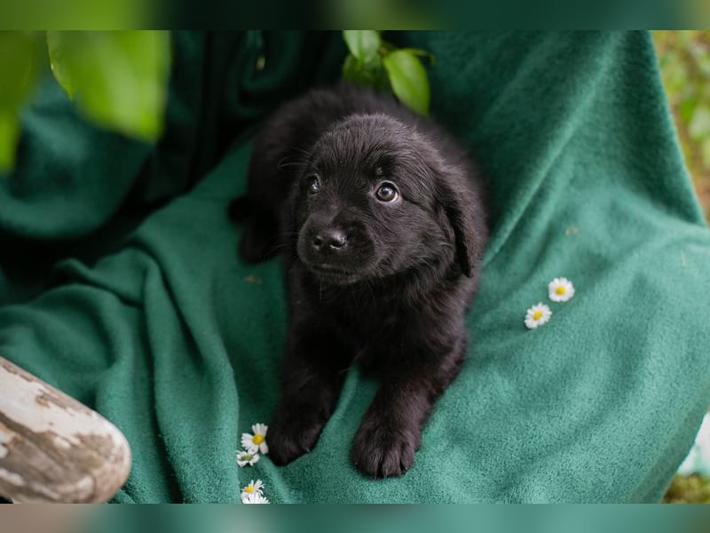 Chip 254222 sucht ein Zuhause