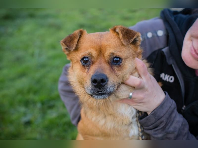 Chip 191148 sucht ein Zuhause