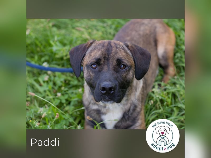 Paddi 290865 sucht ein zu Hause