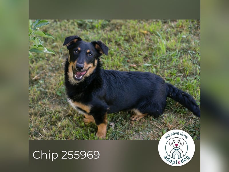 Chip 255969 sucht ein Zuhause