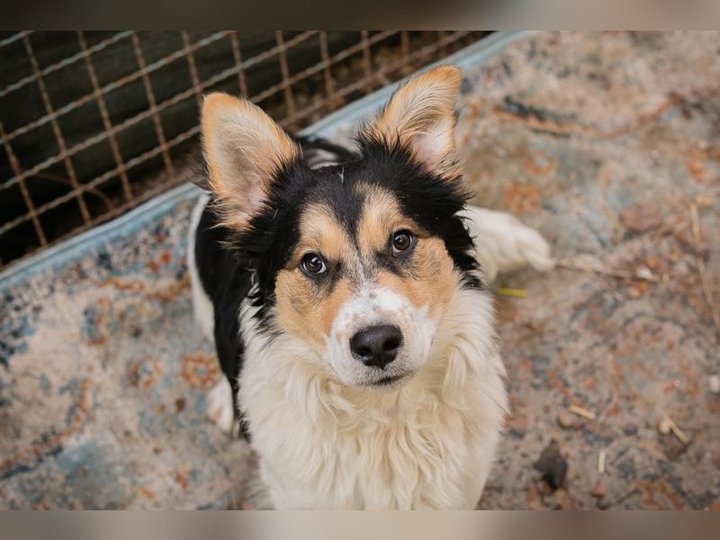 Gino: sucht ein Zuhause