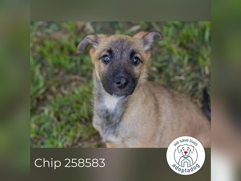 Chip 258583 sucht ein Zuhause