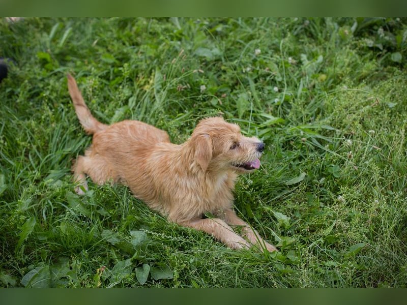 Chip 274819 sucht ein Zuhause