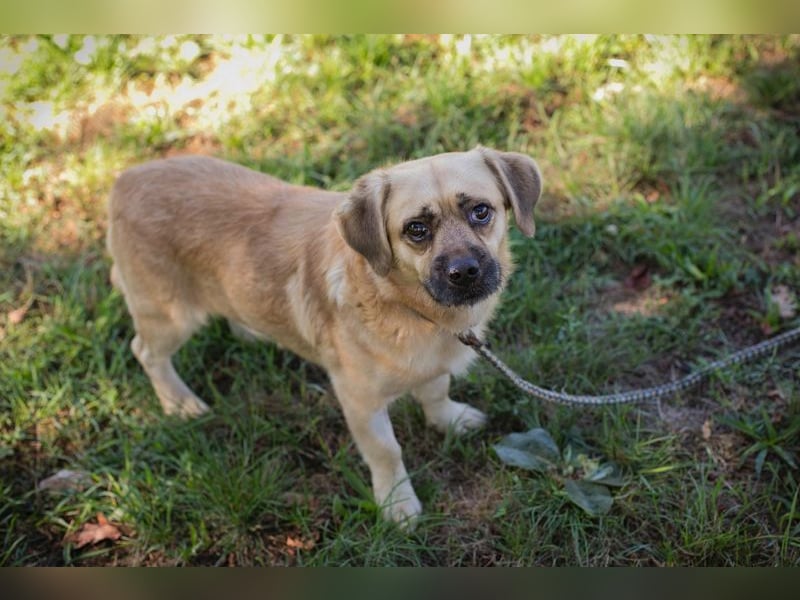 Chip 2278694 sucht ein Zuhause