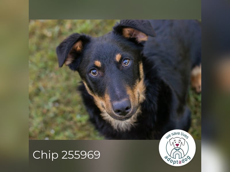 Chip 255969 sucht ein Zuhause