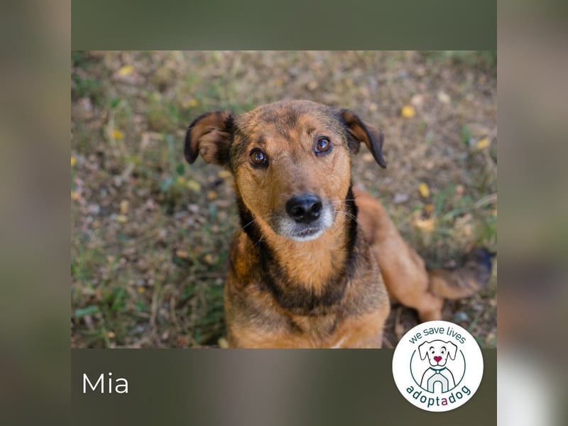 Mia sucht ein Zuhause