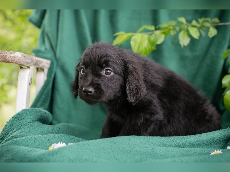 Chip 254222 sucht ein Zuhause