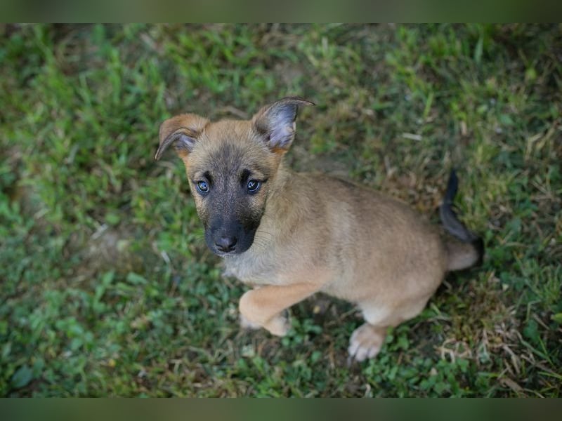 Chip 258583 sucht ein Zuhause