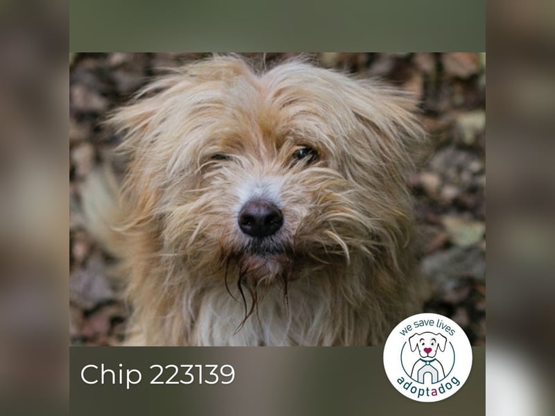 Chip 223139: Sucht ein Zuhause