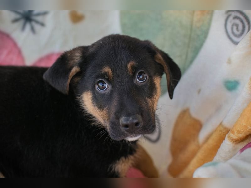 Chip 271308 sucht ein Zuhause