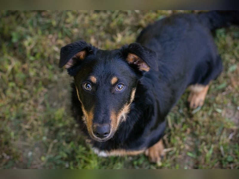 Chip 255969 sucht ein Zuhause