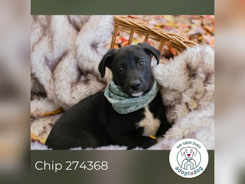 Chip 274368: Hundekind sucht ein Zuhause