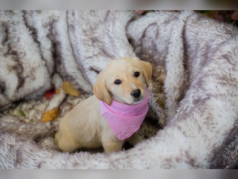 Chip 256635: Hundekind sucht ein Zuhause