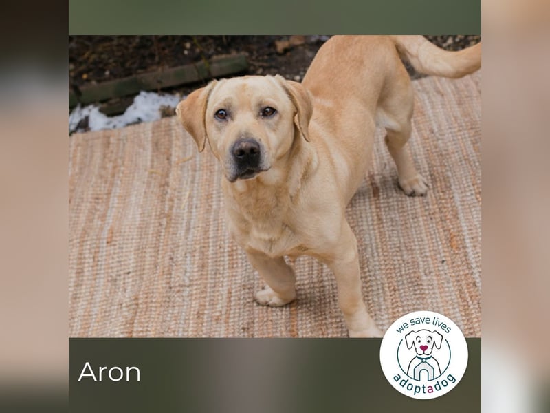 Aron: Tapfer trotz Verlust und Chaos